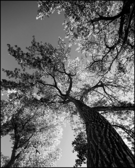 Cottonwood Trær (gfpeck | foter.com)