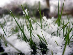 Grass + Snow (doctor_bob | morgueFile.com)